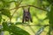 Indonesian Short-nosed Fruit Bat Cynopterus titthaecheilus in the wild