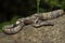 the Indonesian tree boa Candoia carinata or Pacific ground boa snake