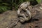 the Indonesian tree boa Candoia carinata or Pacific ground boa snake