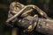 the Indonesian tree boa Candoia carinata or Pacific ground boa snake