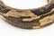 the Indonesian tree boa Candoia carinata or Pacific ground boa snake on white background