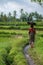 Indonesian woman farmer walking through the rice fields in Ubud, Bali