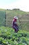 An Indonesian woman is working on a cabbage plantation on a sunny day