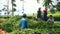 Indonesian workers putting tea leaves in bags