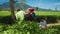 Indonesian workers putting tea leaves in bags