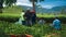 Indonesian workers putting tea leaves in bags