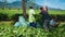 Indonesian workers putting tea leaves in bags