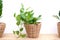 Indoor air-purifying houseplant, Golden pothos, Epipremnum aureum, Devil`s Ivy, Money Plant in wooden wicker basket for home deco