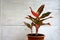 Indoor air purifying plants named Aglaonema Red Lipstick