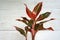 Indoor air purifying plants named Aglaonema Red Lipstick