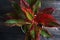 Indoor air purifying plants named Aglaonema Red Lipstick