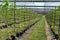 Indoor bio farming in Netherlands, greenhouse with rows of cultivated black currant plants in spring season
