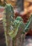 Indoor cactus Myrtillocactus schenkii