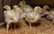 Indoor chicken farm, chicken feeding, and molting of young chicken