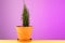 Indoor coniferous plant in a clay pot