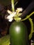 Indoor Cucumber Planting