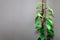 Indoor decorative plant vine on the coir wrapped wooden stick with wall background and copy space. Used selective focus