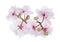 Indoor Easter spring terry light pink   Violets  flowers back side isolated