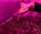 Indoor edible garden with artificial grow light. Man hand picking sprouted seed with pincers from container with young microgreens