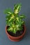 Indoor flower Coleus in a flowerpot on a gray background.