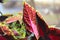 Indoor flower Coleus with leaves of green and maroon flowers at home on the windowsill