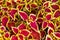 Indoor flower coleus, yellow, red, maroon leaves, natural, natur