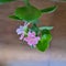 The indoor flower Kalanchoe with beautiful pink flowers and green petals. The genus of succulent plants