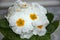Indoor flower primrose white