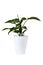 Indoor flower in a white pot. Aglaonema Maria