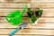 Indoor flowers in flowerpots, next to a watering can and a small garden spatula on a wooden background