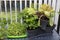 Indoor Garden of Celery, Lettuce, Watercress, Micro-Greens
