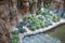 Indoor garden with pond design