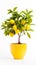 indoor gardening with this delightful pot featuring a baby lemon tree isolated against a crisp white background.