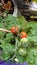 Indoor gardening grown red tomatoes Cherry lush green leaves