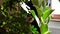 Indoor gardening. Home plants with variegated foliage.woman examines the foliage of indoor plants. Inspection of house