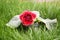 Indoor Gloxinia flowers stand on green grass. Red blooming gloxinia.