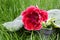 Indoor Gloxinia flowers stand on green grass. Red blooming gloxinia.