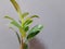 Indoor green ficus plant in a gray pot on a gray background.