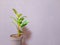 Indoor green ficus plant in a gray pot on a gray background.