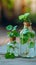 Indoor green oasis Tricolor Nephthytis in glass bottles, enhancing interior decor