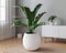 Indoor green plant large white ribbed pot sunlit room white furniture