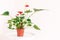 Indoor green plant in a pot with red flowers on neutral beige background wall