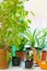 Indoor green plants on the window, vertical photo