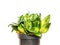 Indoor green sansevieria flowerpot in a pot