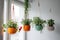 Indoor Hanging plants at home. Trailing and Hanging House Plants on window background. Home space with mini treehouse kit for a