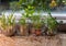 Indoor herbs water garden at granite kitchen counter