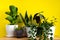 Indoor home garden plants. Collection various flowers - Snake plant, succulents, Ficus Pumila, lyrata, Hedera helix