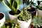 Indoor home garden plants. Collection various flowers - Snake plant, succulents, Ficus Pumila, lyrata, Hedera helix