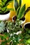 Indoor home garden plants. Collection various flowers - Snake plant, succulents, Ficus Pumila, lyrata, Hedera helix