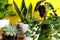 Indoor home garden plants. Collection various flowers - Snake plant, succulents, Ficus Pumila, lyrata, Hedera helix